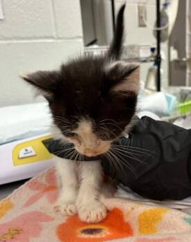 Haribo -  Domestic Short Hair Cat for Adoption in Cincinnati, Ohio - Haribo | PetCurious