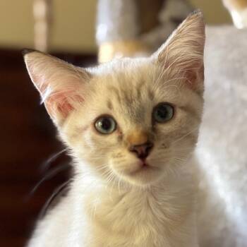 Dandelion Faye -  Domestic Short Hair Cat for Adoption in Tustin, California - Dandelion Faye | PetCurious