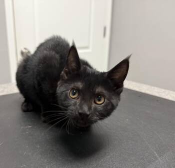 Rescue Domestic Short Hair Cats for Adoption in New Port Richey, Florida - Binx | PetCurious