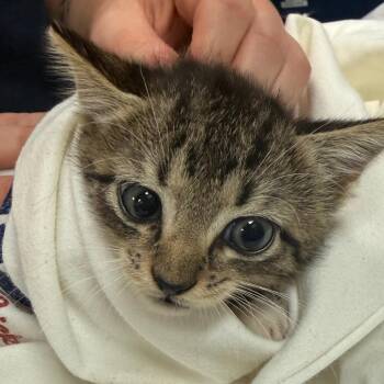 Prosciutto -  Domestic Short Hair Cat for Adoption in Lynchburg, Virginia - Prosciutto | PetCurious