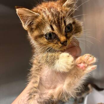 Hop -  Domestic Medium Hair Cat for Adoption in Gadsden, Alabama - Hop | PetCurious