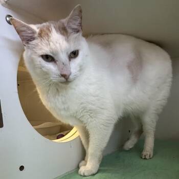 Domestic Short Hair Cats Available for Adoption - Ari | PetCurious