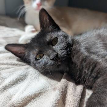 Rescue Domestic Short Hair Cats for Adoption in Portage, Michigan - Thunder | PetCurious