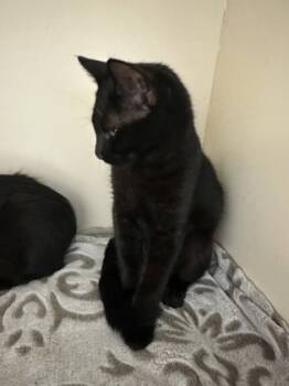 Rescue Domestic Short Hair Cats for Adoption in Chamblee, Georgia - Isles-Purple Polish | PetCurious