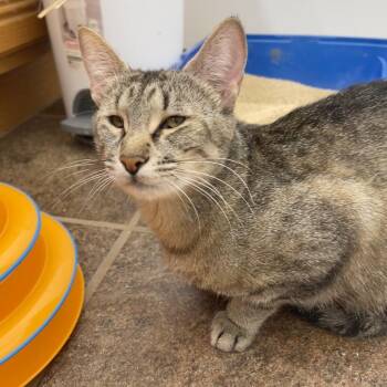 Jordan -  Domestic Short Hair Cat for Adoption in Las Vegas, Nevada - Jordan | PetCurious