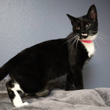 Rescue Domestic Short Hair Cats for Adoption in Lakeland, Florida - Doris | PetCurious