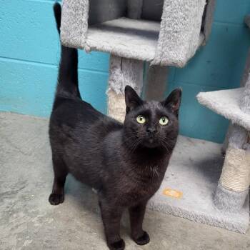 Domestic Short Hair Cats Available for Adoption - Theda | PetCurious