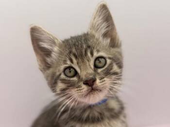 Caraxes -  Domestic Short Hair Cat for Adoption in Portland, Oregon - Caraxes | PetCurious