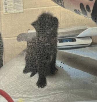Domestic Short Hair Cats Available for Adoption in Daytona Beach, Florida - Monica | PetCurious