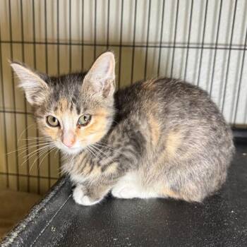 Splash -  Domestic Short Hair Cat for Adoption in Saginaw, Michigan - Splash | PetCurious