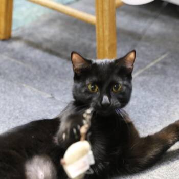 Domestic Short Hair Cats Available for Adoption in Great Falls, Montana - Sleeky | PetCurious