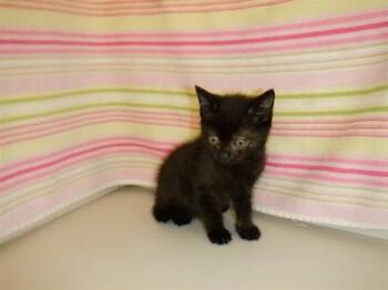 CERSI -  Domestic Short Hair Cat for Adoption in San Jose, California - CERSI | PetCurious
