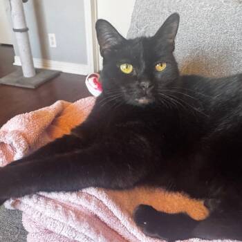 Rescue Domestic Short Hair Cats for Adoption in Los Angeles, California - Beyonce | PetCurious