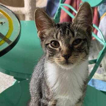 Popcorn -  Domestic Short Hair Cat for Adoption in West Warwick, Rhode Island - Popcorn | PetCurious