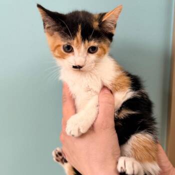Domestic Short Hair Cats Available for Adoption in Columbus, Georgia - Cookie | PetCurious