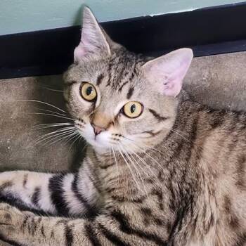Domestic Short Hair Cats Available for Adoption - Jake | PetCurious