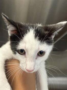 SPENCER -  Domestic Short Hair Cat for Adoption in Houston, Texas - SPENCER | PetCurious