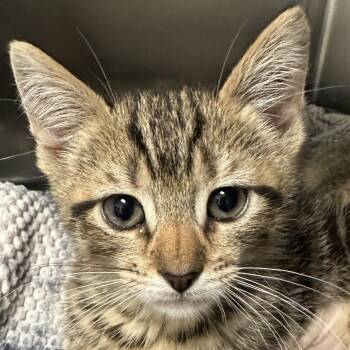 Tiggy -  Domestic Short Hair Cat for Adoption in Middletown, Rhode Island - Tiggy | PetCurious