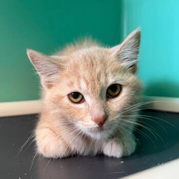 Monsoon -  Domestic Short Hair Cat for Adoption in Spanish Fork, Utah - Monsoon | PetCurious
