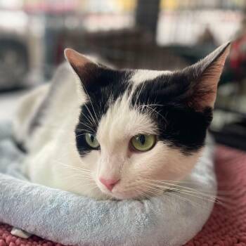Domestic Short Hair Cats Available for Adoption in Los Angeles, California - Corvina | PetCurious