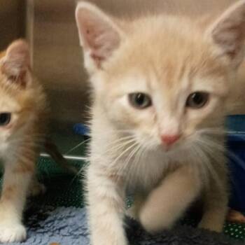 Domestic Short Hair Cats Available for Adoption in Corsicana, Texas - Bumble K46673 | PetCurious