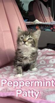 Peppermint Patty -  Domestic Medium Hair Cat for Adoption in Currie, North Carolina - Peppermint Patty | PetCurious