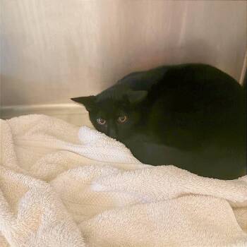 Nidorina -  Domestic Short Hair Cat for Adoption in Austin, Texas - Nidorina | PetCurious