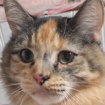 Evee -  Domestic Long Hair Cat Available for Adoption in Buhl, Idaho - Evee | PetCurious