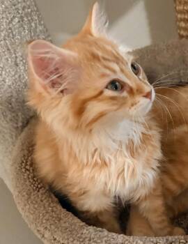 Domestic Medium Hair Cats Available for Adoption - Fifi | PetCurious