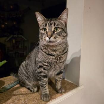 Domestic Short Hair Cats Available for Adoption in South Elgin, Illinois - Butch - Home To Home | PetCurious