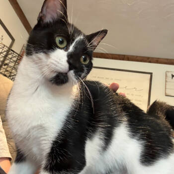 Rescue Domestic Short Hair Cats for Adoption in Livingston, Texas - Taco Bella | PetCurious