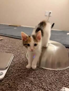 Ivy -  Domestic Short Hair Cat for Adoption in Wyoming, Michigan - Ivy | PetCurious