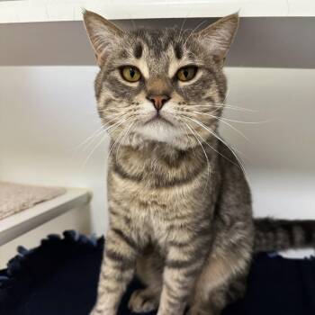 Domestic Short Hair Cats Available for Adoption - Onix | PetCurious
