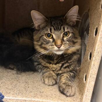 Domestic Short Hair Cats Available for Adoption in Philadelphia, Pennsylvania - Critta | PetCurious