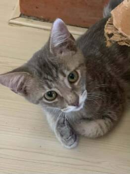 Rescue Tabby Cats for Adoption in Parlier, California - Jack | PetCurious