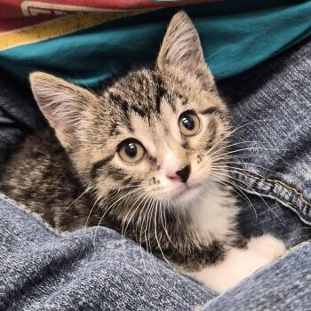 Boimler -  Domestic Short Hair Cat for Adoption in Chicago, Illinois - Boimler | PetCurious