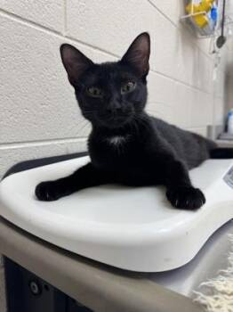 Morgana -  Domestic Short Hair Cat for Adoption in Westland, Michigan - Morgana | PetCurious