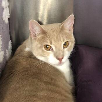 Merry -  Domestic Short Hair Cat for Adoption in Greensburg, Pennsylvania - Merry | PetCurious