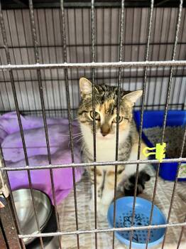 Rescue Torbie Cats for Adoption in New Richmond, Wisconsin - Ms. Doris | PetCurious