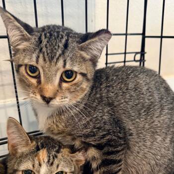 Willie -  Domestic Short Hair Cat for Adoption in Midland, Texas - Willie | PetCurious