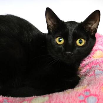 NeeDoh -  Domestic Short Hair Cat for Adoption in Sarasota, Florida - NeeDoh | PetCurious