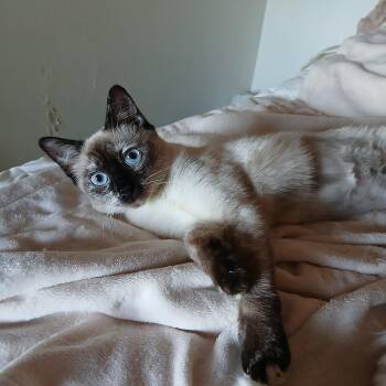 Lulu (Siamese) -  Siamese Cat for Adoption in Fairfax, Virginia - Lulu (Siamese) | PetCurious