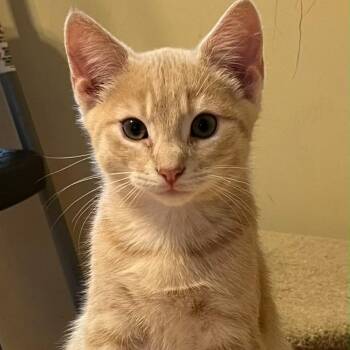 Simba -  Domestic Short Hair Cat for Adoption in Winchester, Virginia - Simba | PetCurious