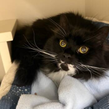 Domestic Long Hair Cats Available for Adoption in Fairport, New York - Luna Bug | PetCurious