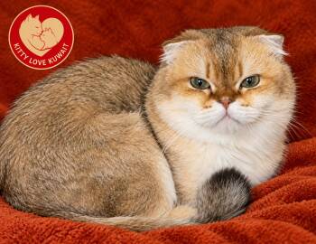 Milo -  Scottish Fold Cat for Adoption in Snow Hill, Maryland - Milo | PetCurious