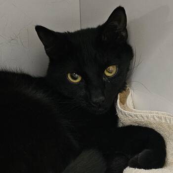 Domestic Short Hair Cats Available for Adoption - Cardamom | PetCurious