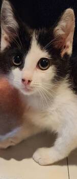 Moira Rose 4.4.26 -  Domestic Short Hair Cat for Adoption in Apopka, Florida - Moira Rose 4.4.26 | PetCurious