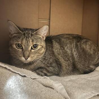 Sketchers (Holland Cat Cove) -  Domestic Short Hair Cat for Adoption in West Olive, Michigan - Sketchers (Holland Cat Cove) | PetCurious