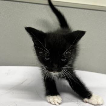 Domestic Short Hair Cats Available for Adoption in Tampa, Florida - Drake | PetCurious