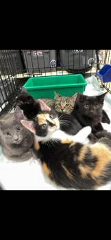Rescue Domestic Short Hair Cats for Adoption in Perth Amboy, New Jersey - Elizabeth St. Kittens From Mama Noir | PetCurious